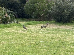 Ptilonorhynchus violaceus