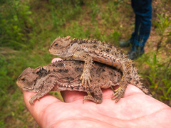 Phrynosoma orbiculare