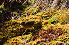 Grallaria quitensis