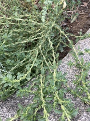 Amaranthus albus