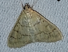 Pyraustini