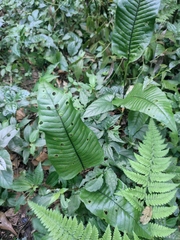 Neocheiropteris ovata