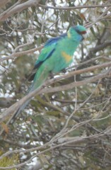 Barnardius zonarius