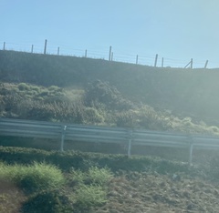 Bergerocactus emoryi