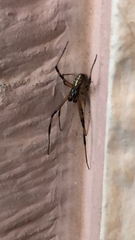 Latrodectus