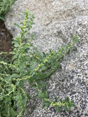 Amaranthus albus