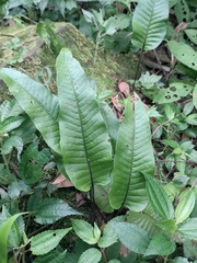 Neocheiropteris ovata
