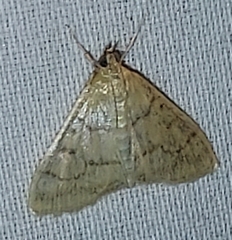 Pyraustini