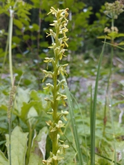 Platanthera