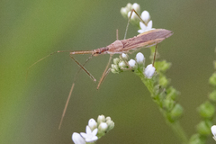 Zelus cervicalis