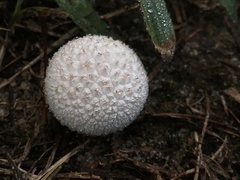 Lycoperdon marginatum