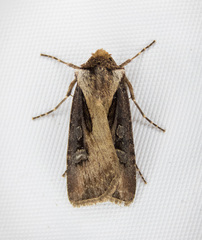 Agrotis vancouverensis