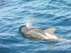Globicephala macrorhynchus