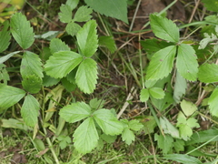 Fragaria