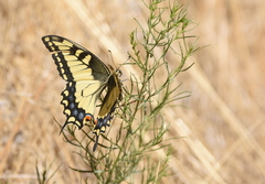 Papilio machaon oregonius