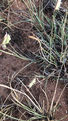 Bouteloua dactyloides