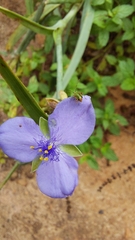 Tradescantia ohiensis