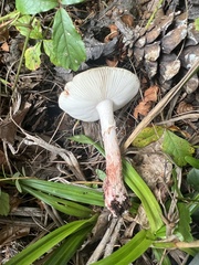Validae
