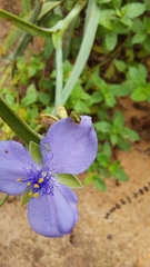 Tradescantia ohiensis