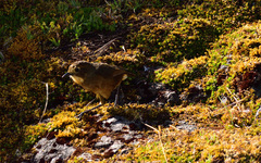 Grallaria quitensis
