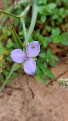 Tradescantia ohiensis