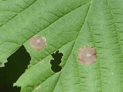 Cameraria corylisella