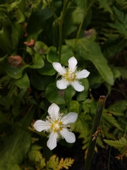 Parnassia fimbriata