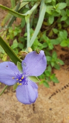 Tradescantia ohiensis