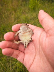 Phrynosoma orbiculare