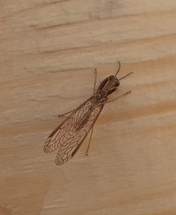 Leptomantispa pulchella