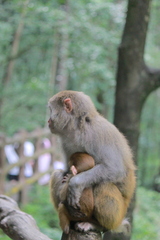 Macaca mulatta