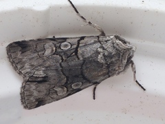 Sympistis chionanthi