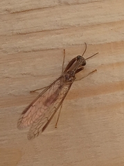 Leptomantispa pulchella