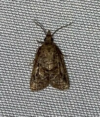 Platynota idaeusalis