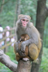 Macaca mulatta