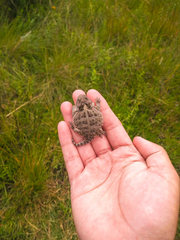 Phrynosoma orbiculare
