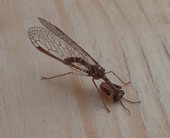 Leptomantispa pulchella