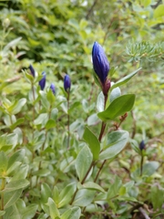 Gentiana calycosa