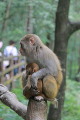 Macaca mulatta
