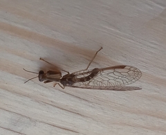 Leptomantispa pulchella