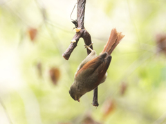 Cranioleuca subcristata