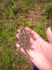 Phrynosoma orbiculare