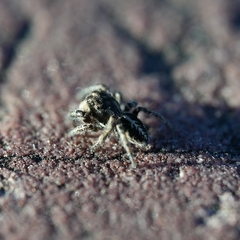 Pellenes peninsularis