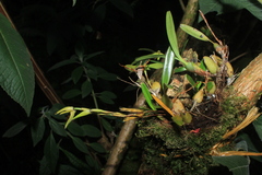 Maxillaria acuminata