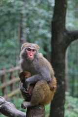 Macaca mulatta
