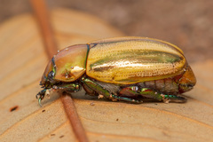 Pelidnota testaceovirens