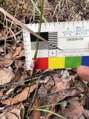Caladenia hillmanii