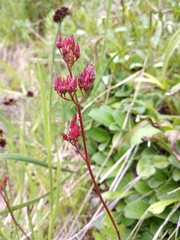 Leptarrhena pyrolifolia