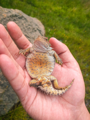 Phrynosoma orbiculare