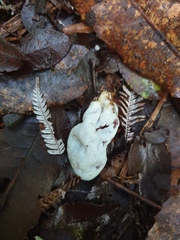 Clavogaster virescens